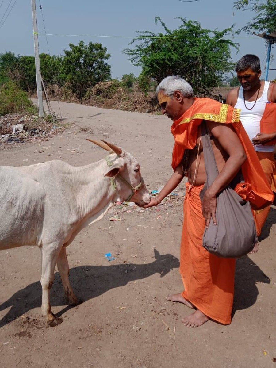 A Purohit feeding a cow as an act of Gau Seva
